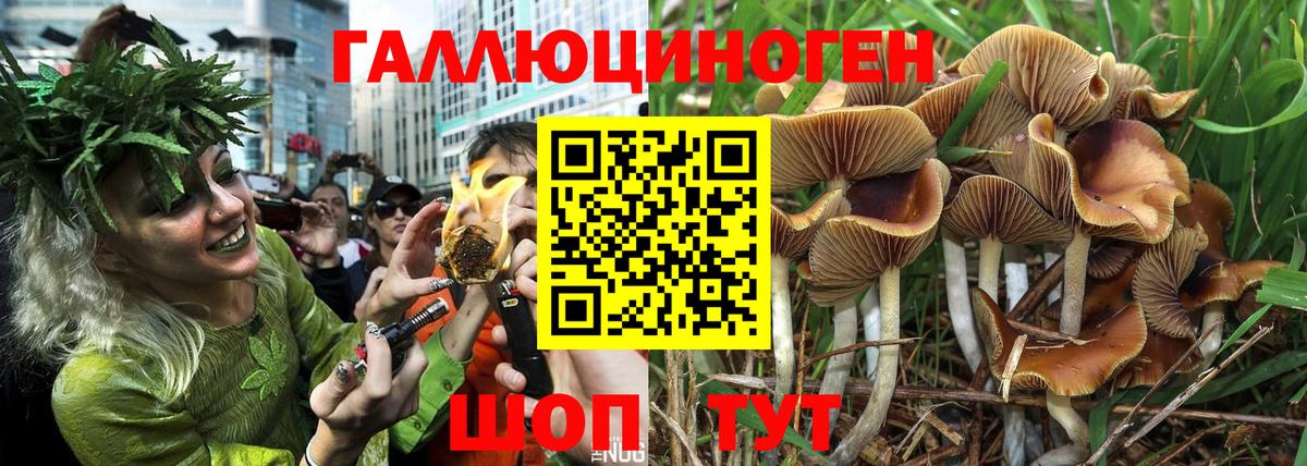 Галлюциногенные грибы Cubensis Махачкала